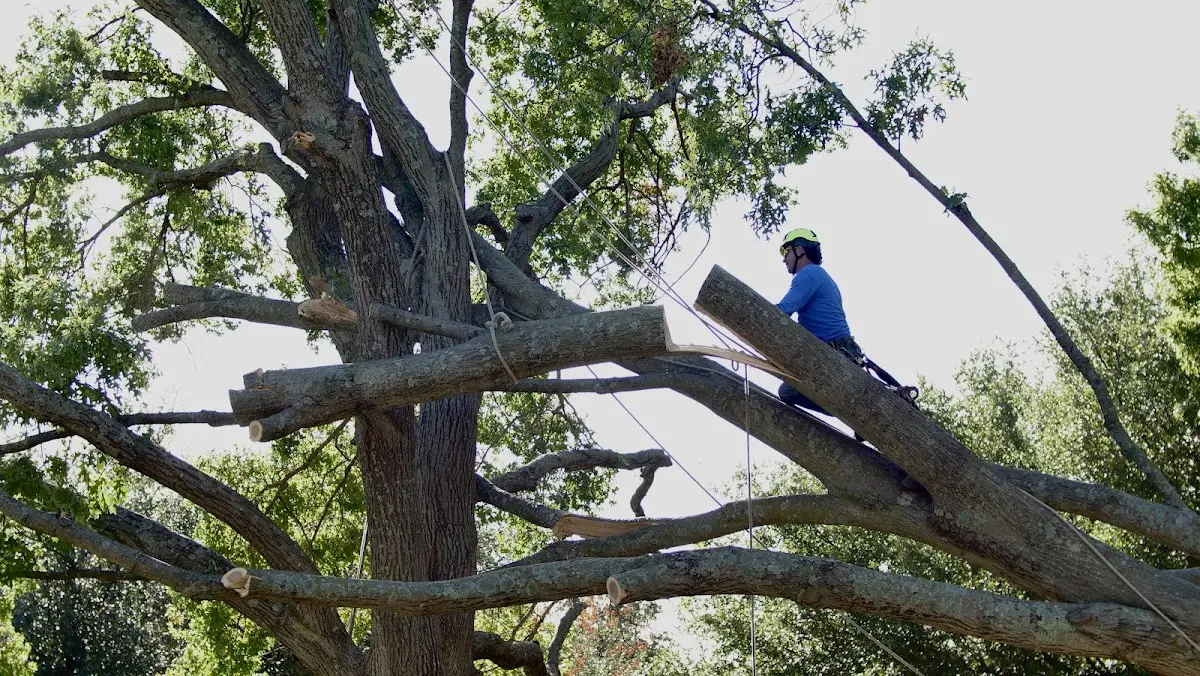 Professional Crown Thinning performed by certified arborists in West Baldwin