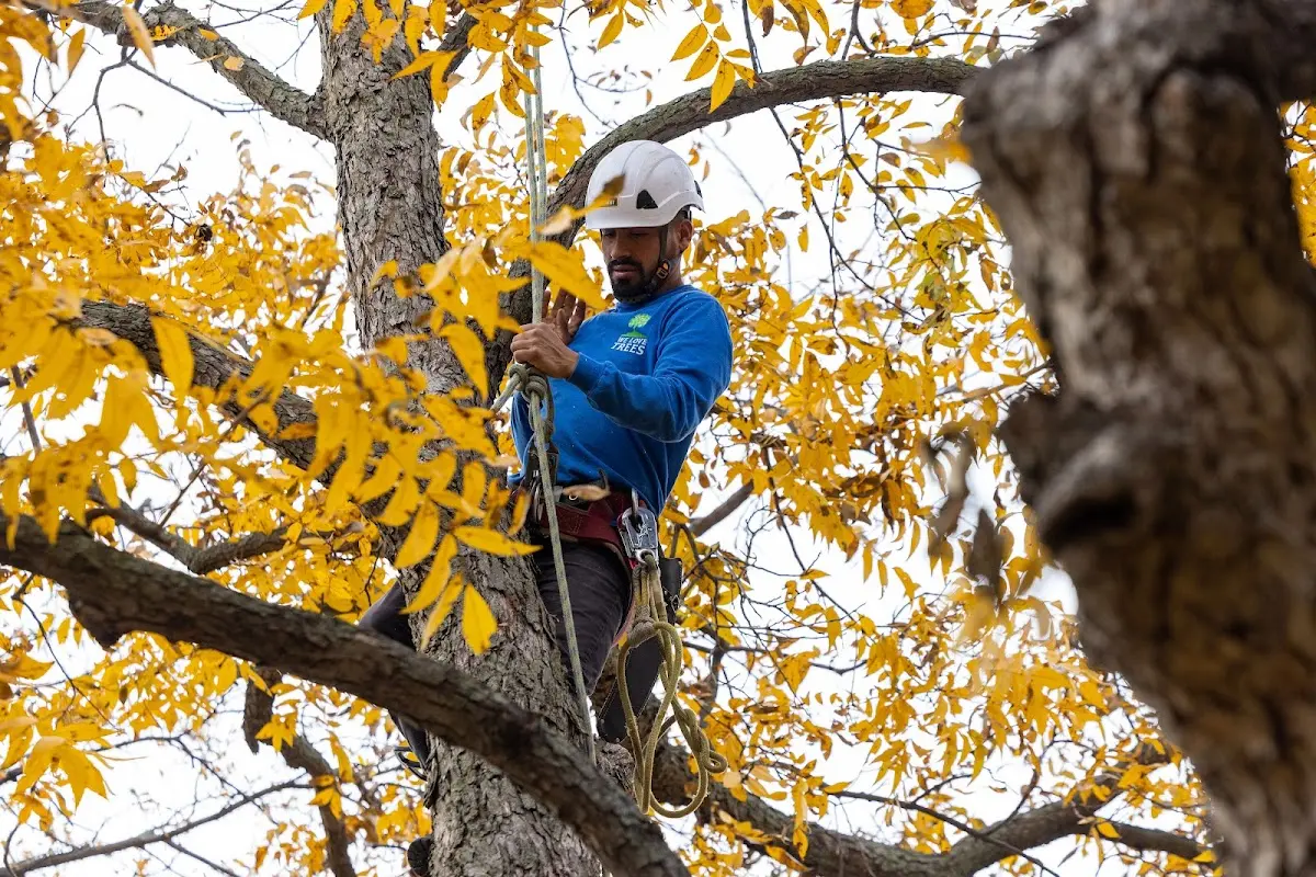 Skilled Tree Planting crew working in West Baldwin